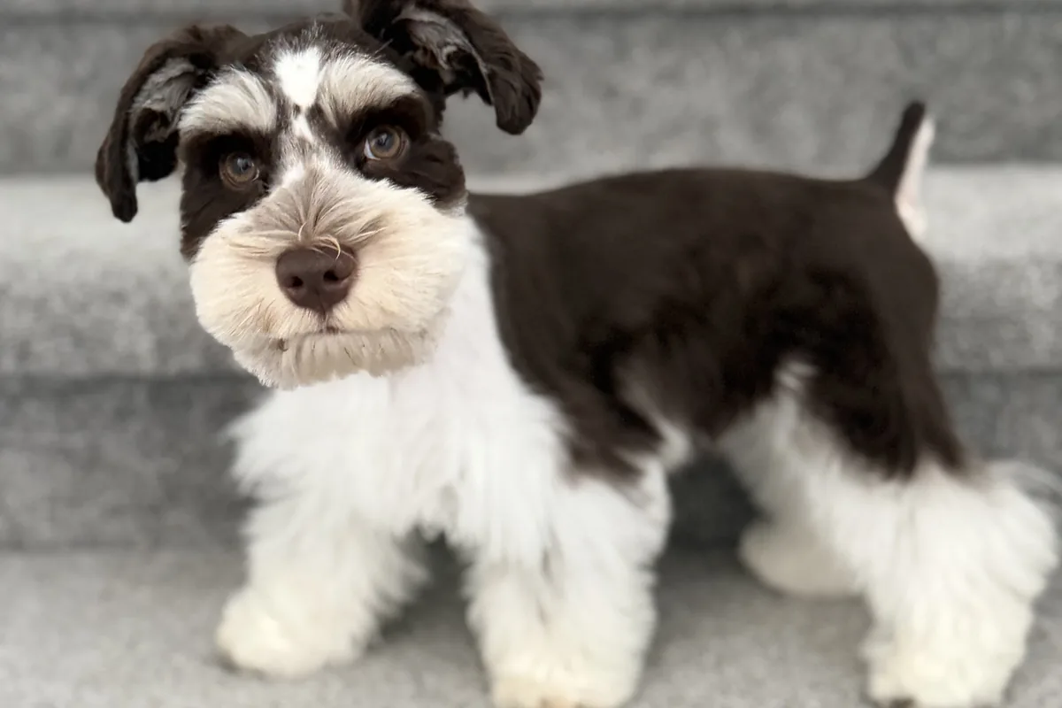 A groomed liver-and-white Miniature Schnauzer with a full beard and eyebrows, standing on a step.