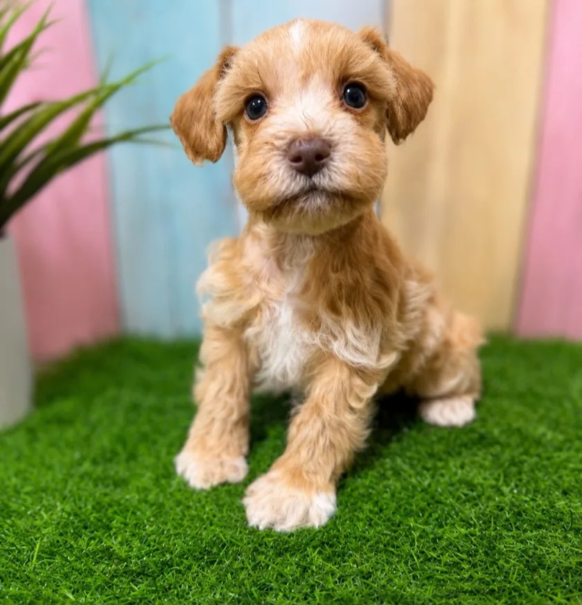 One of our Miniature Schnauzer puppies, apricot and white, sitting square to the camera.