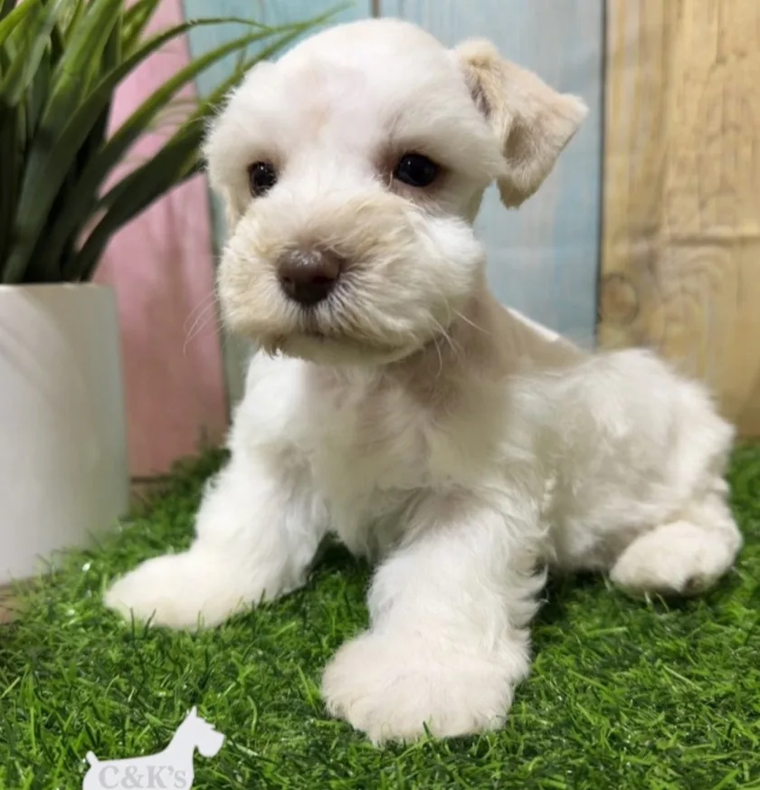 Blue collar, a male Miniature Schnauzer puppy