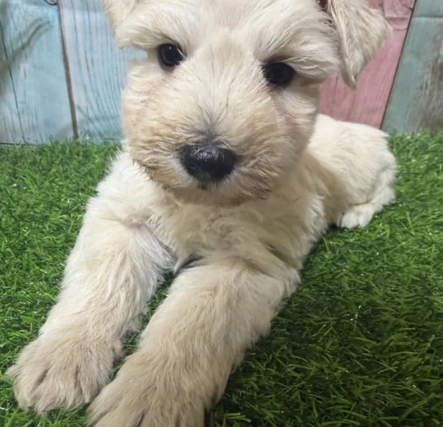 Green collar, a male Miniature Schnauzer puppy