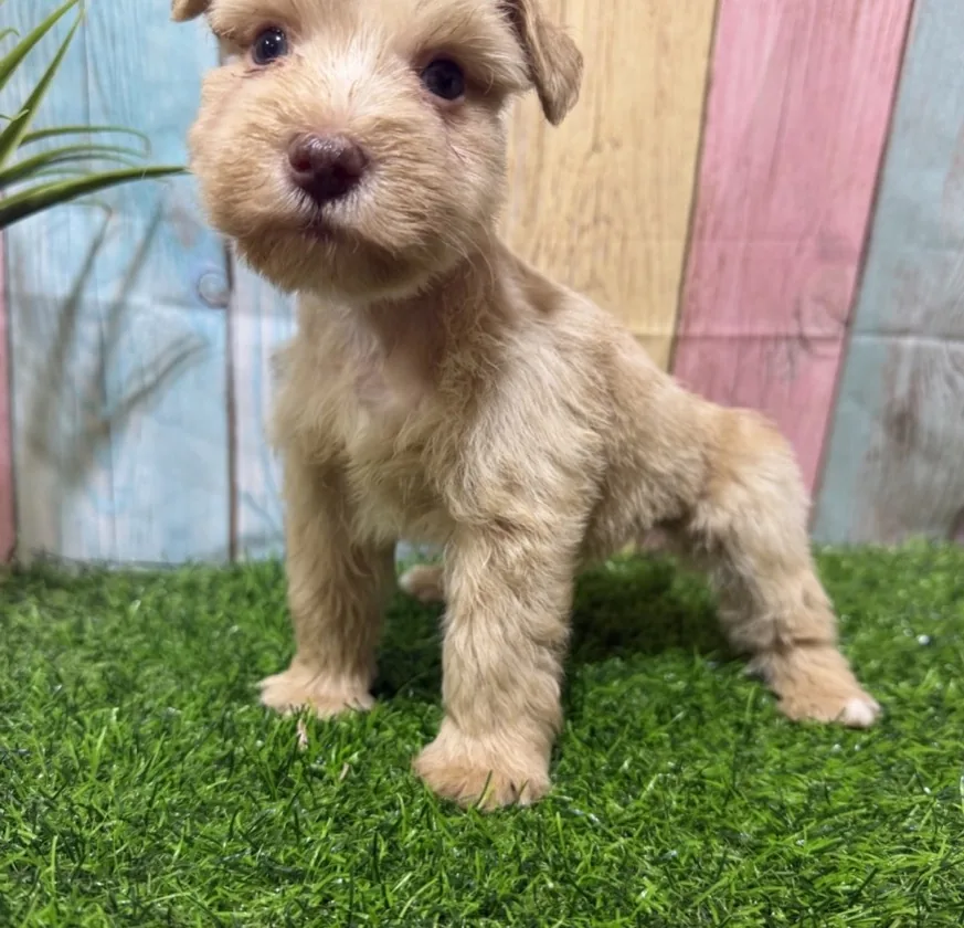 Pink collar, a female Miniature Schnauzer puppy