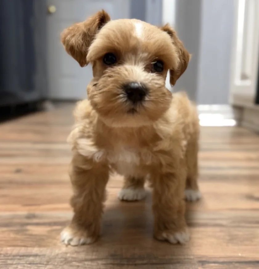 Purple collar, a female Miniature Schnauzer puppy